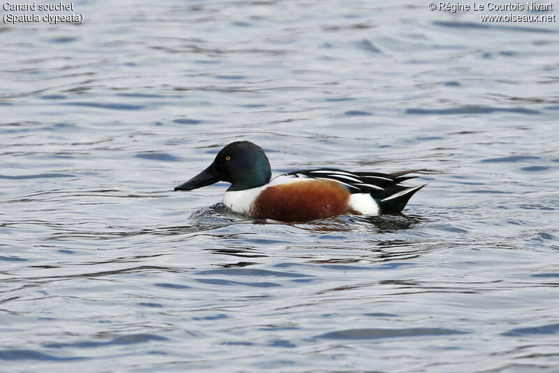 Northern Shoveler