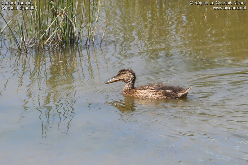 Canard souchetjuvénile