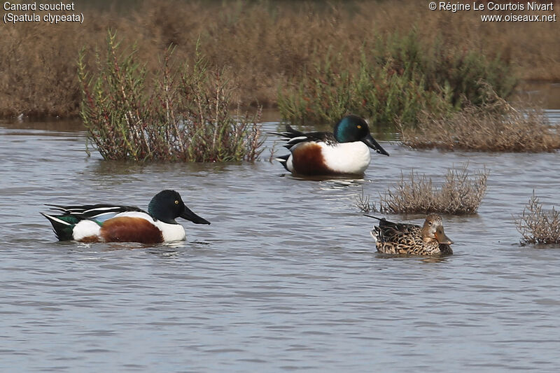 Canard souchet