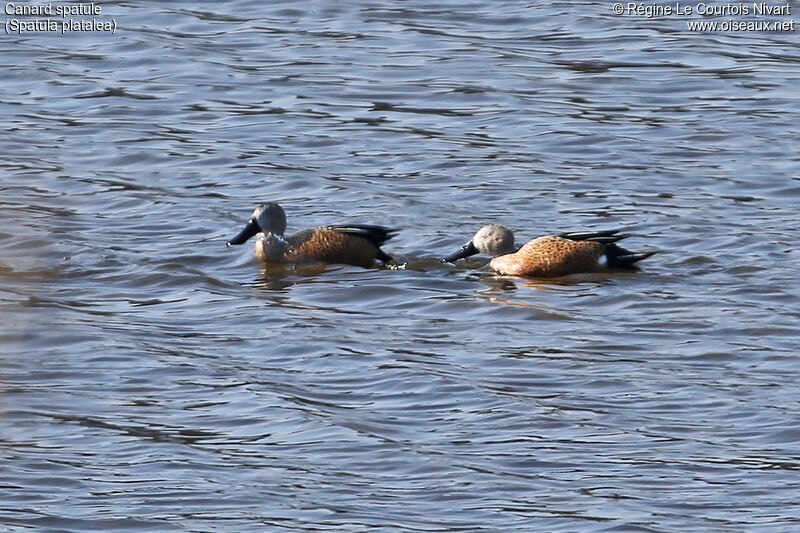 Canard spatule