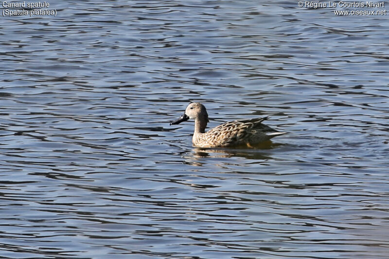 Red Shoveler