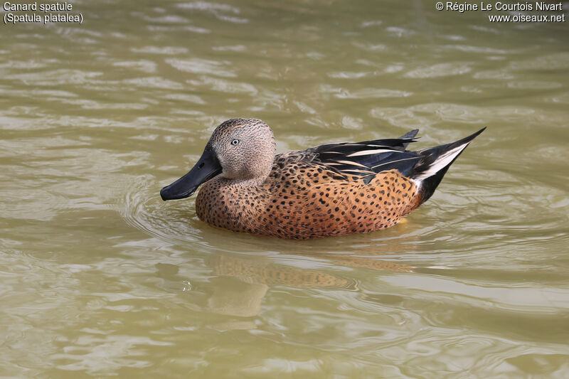 Canard spatule mâle adulte