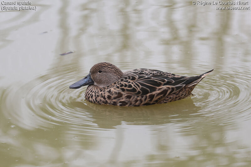 Canard spatule femelle