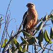 Caracara à tête jaune
