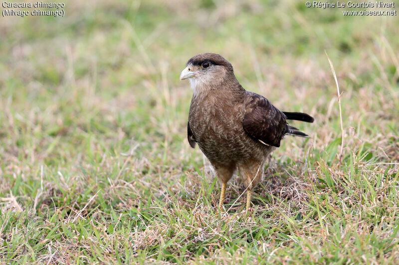 Chimango Caracara