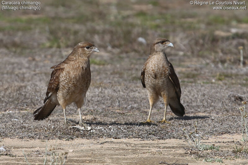 Chimango Caracara