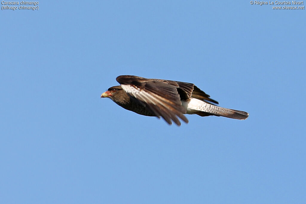 Caracara chimango, Vol
