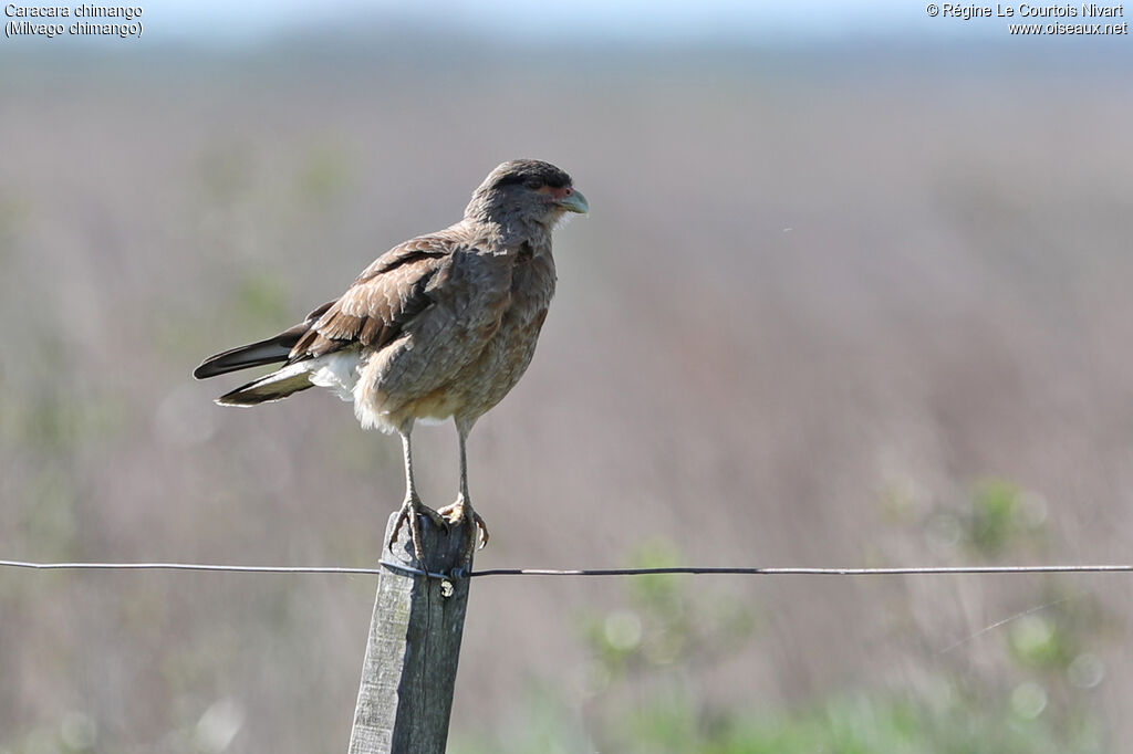 Caracara chimango