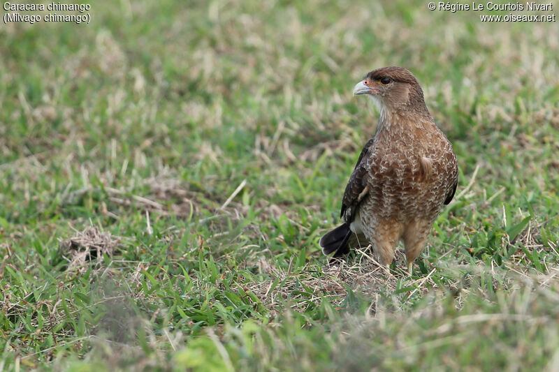 Caracara chimango