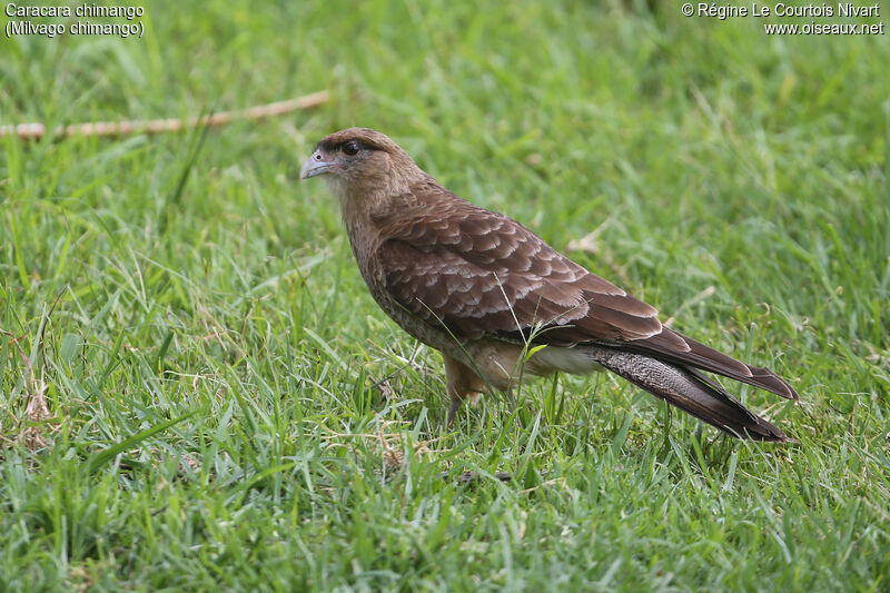 Chimango Caracara