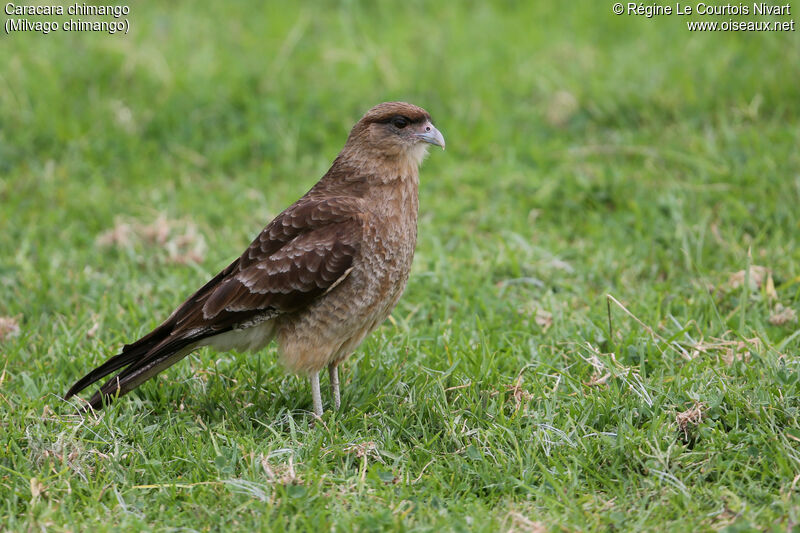 Chimango Caracara