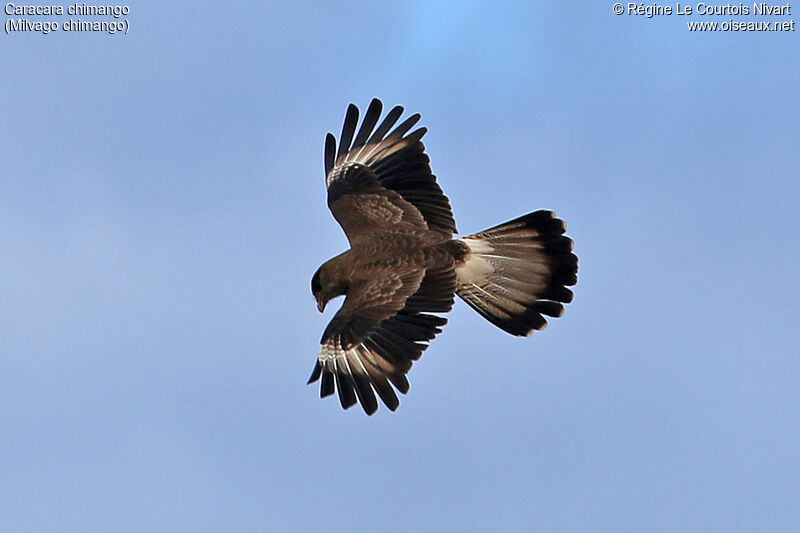 Chimango Caracara