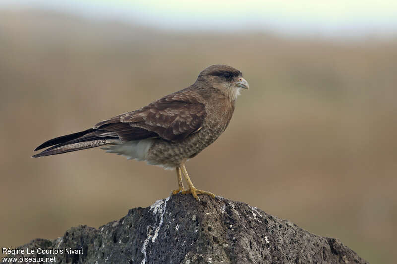 Caracara chimango, identification