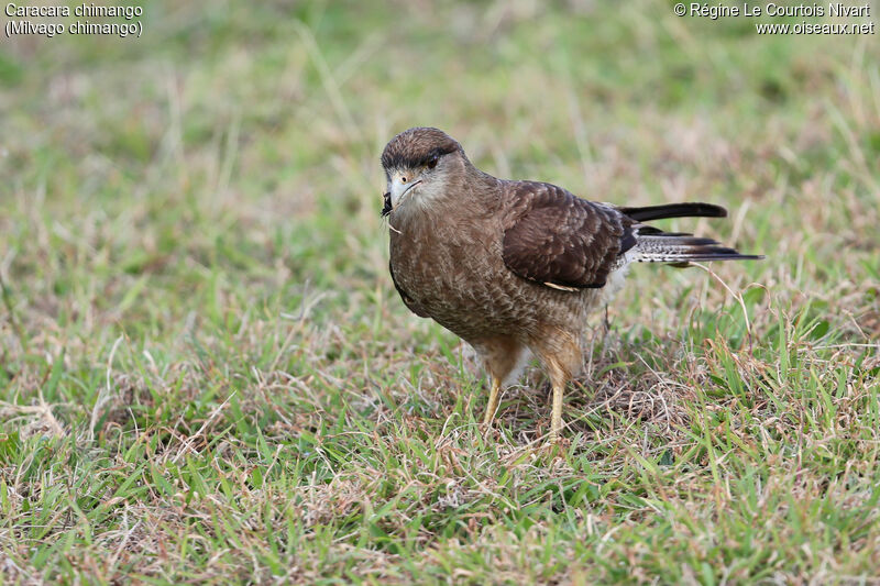 Chimango Caracara