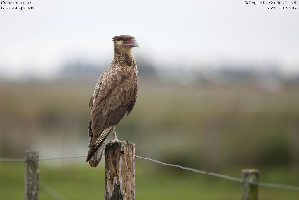 Caracara huppéimmature
