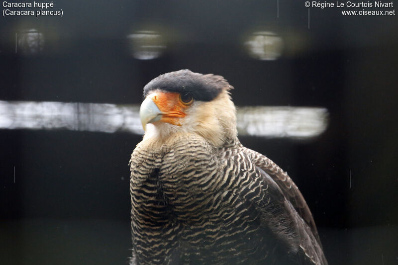 Caracara huppé