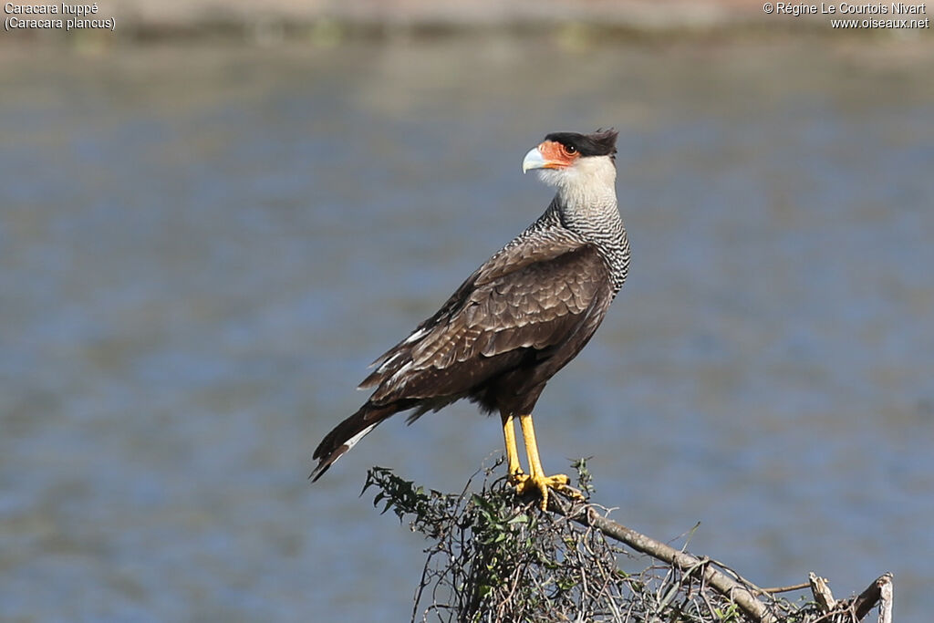 Caracara huppé