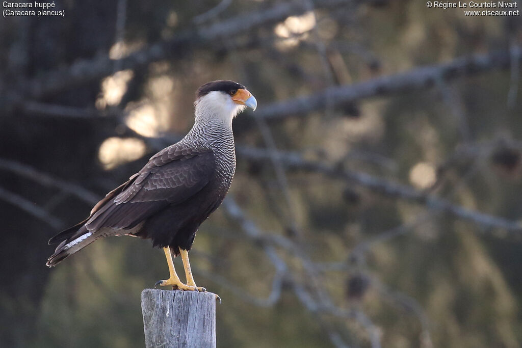 Caracara huppé