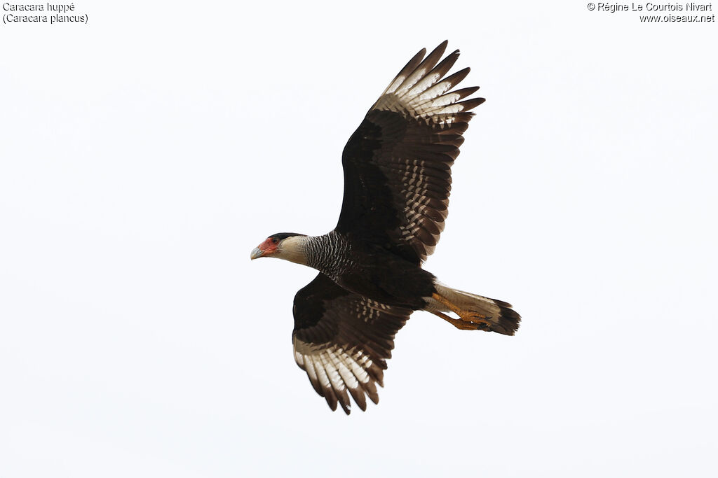 Crested Caracara, Flight
