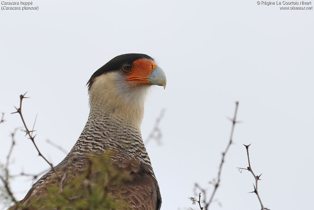 Caracara huppé, portrait