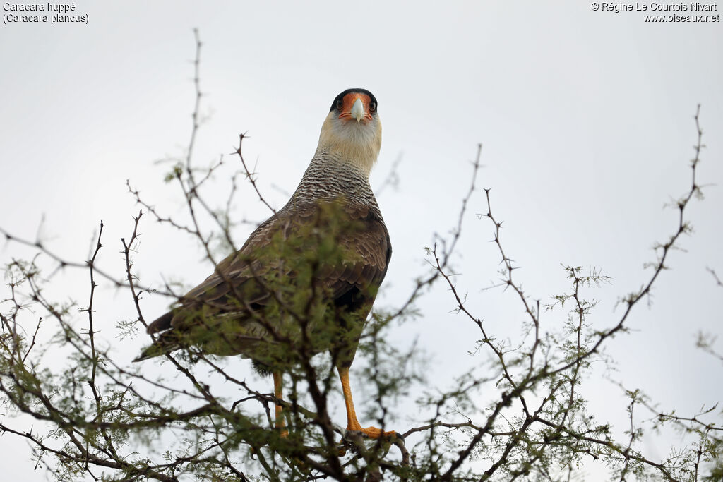 Caracara huppé
