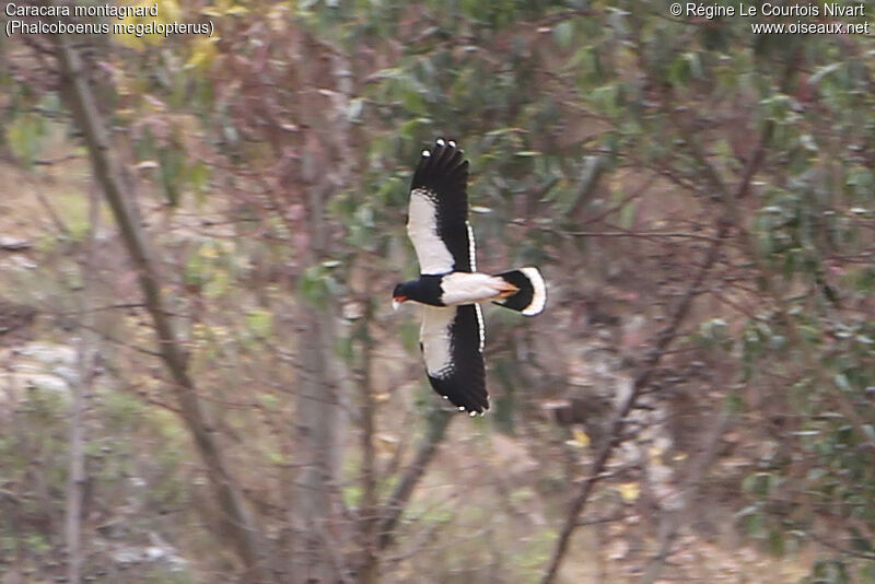 Mountain Caracara