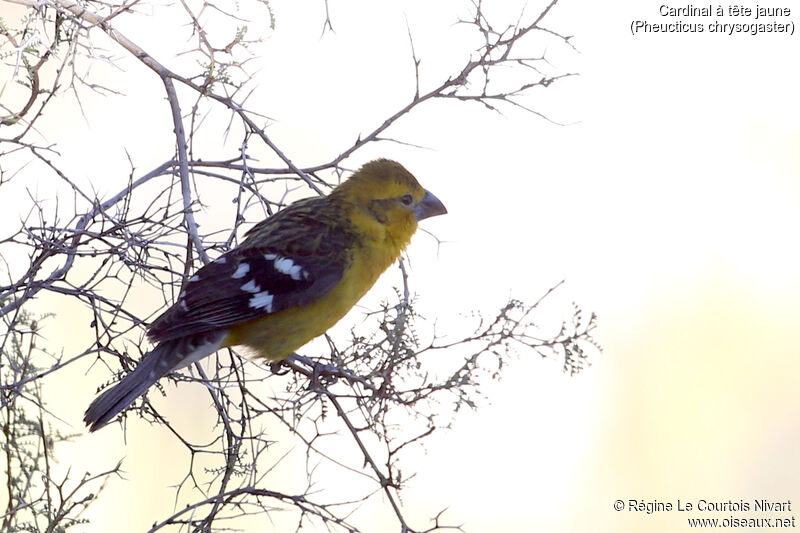 Cardinal à tête jaune