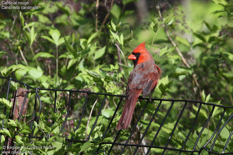 Cardinal rouge mâle