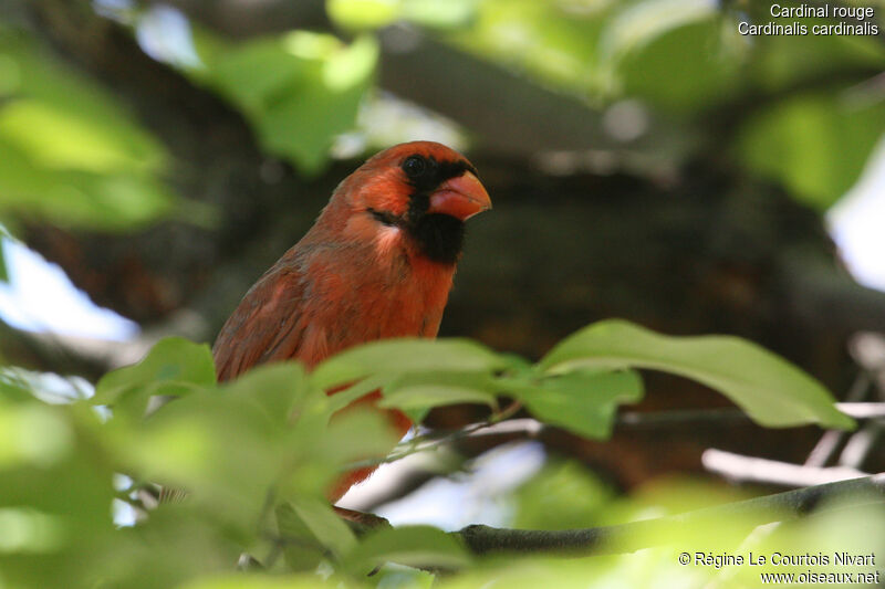 Cardinal rouge mâle