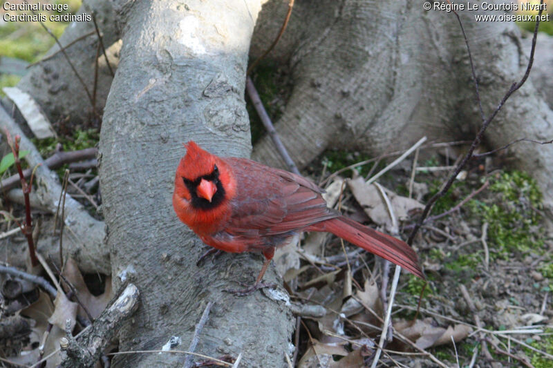 Cardinal rouge mâle