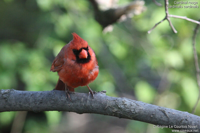 Northern Cardinal male