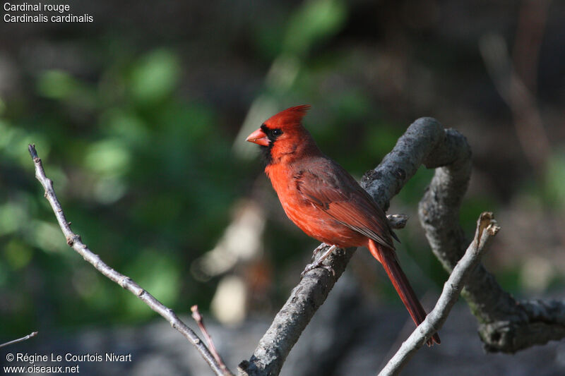 Cardinal rouge mâle