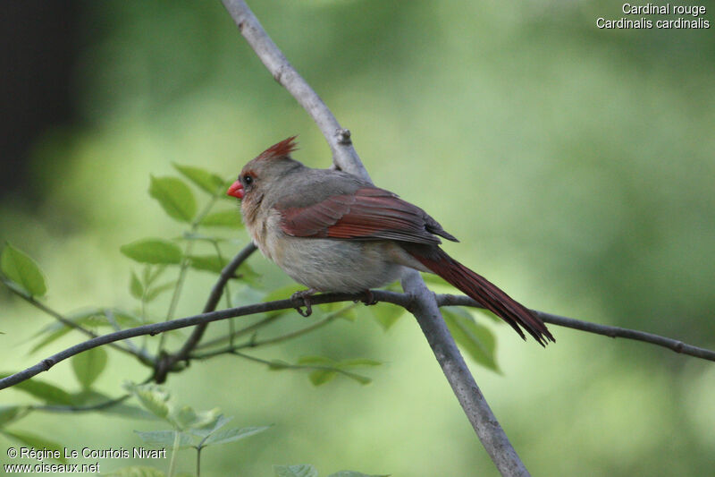 Cardinal rouge femelle