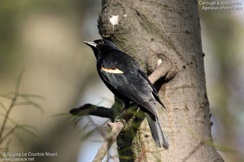 Red-winged Blackbird