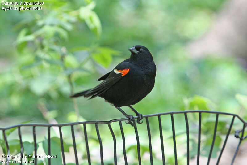 Red-winged Blackbird