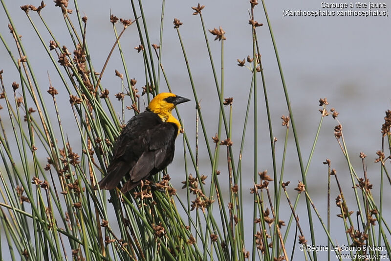 Yellow-headed Blackbird