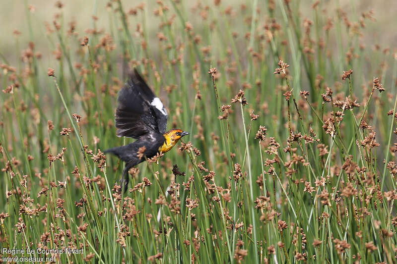 Yellow-headed Blackbird male adult, habitat, pigmentation