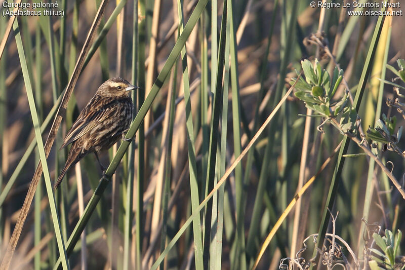 Yellow-winged Blackbird female