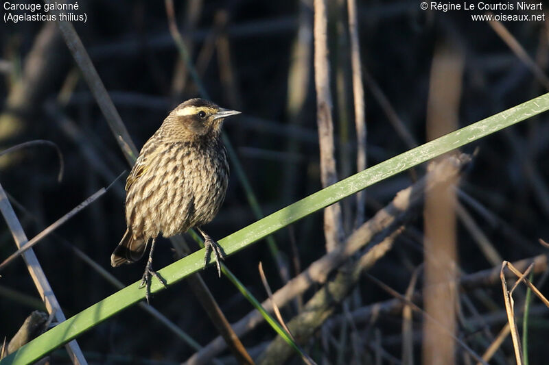 Yellow-winged Blackbird female adult, close-up portrait