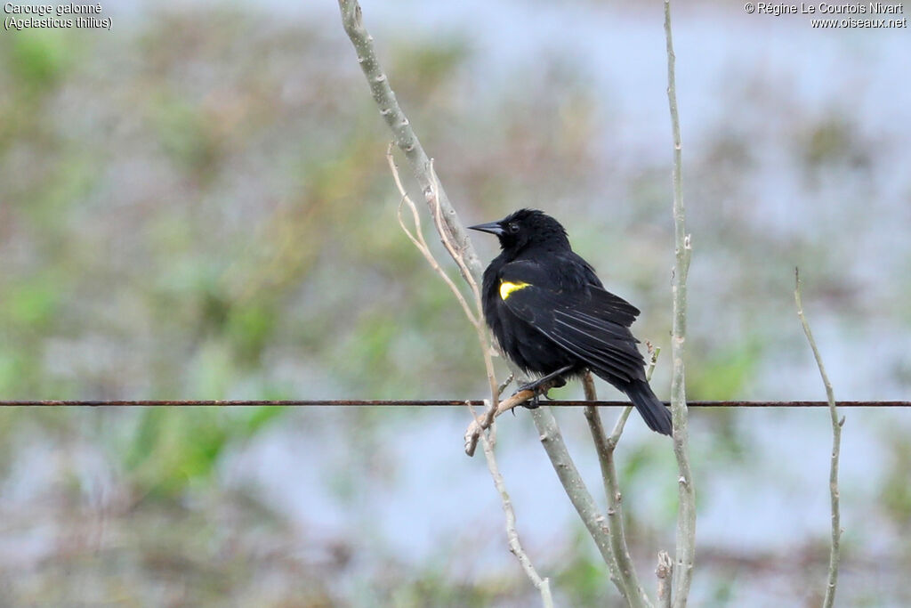 Yellow-winged Blackbird