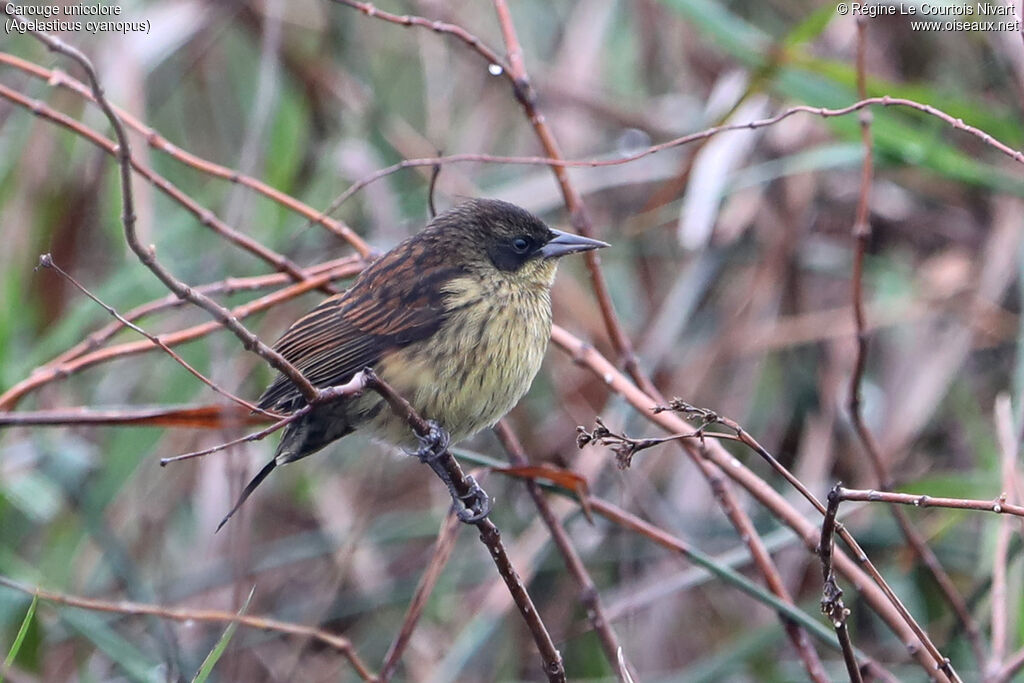Unicolored Blackbird