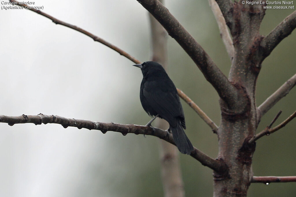 Carouge unicolore mâle