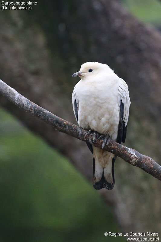 Pied Imperial Pigeon