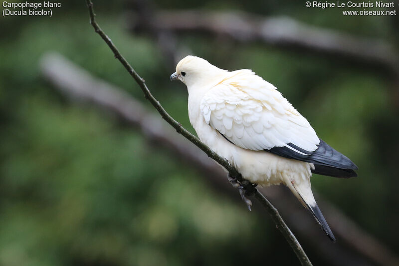 Pied Imperial Pigeon