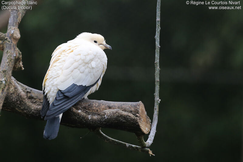 Pied Imperial Pigeon