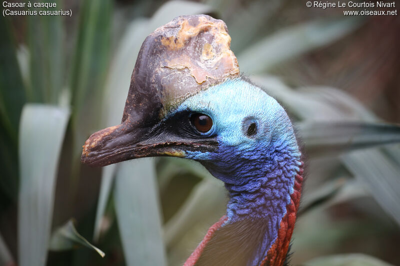 Southern Cassowary