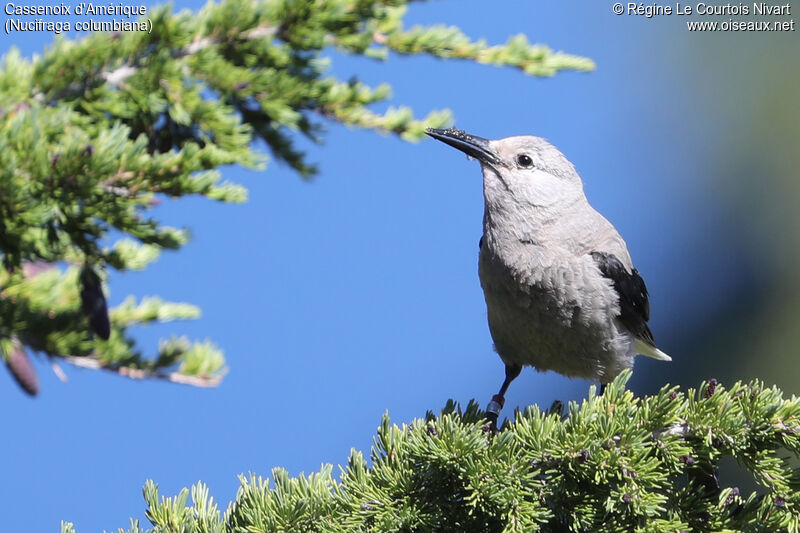 Clark's Nutcracker