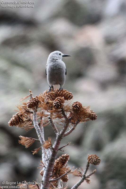 Clark's Nutcracker