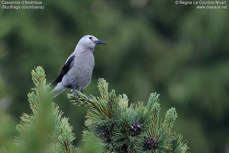 Clark's Nutcracker