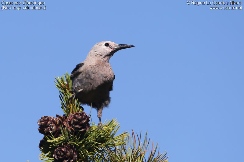 Clark's Nutcracker